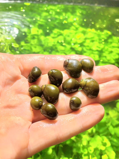 Olive Nerite Snails