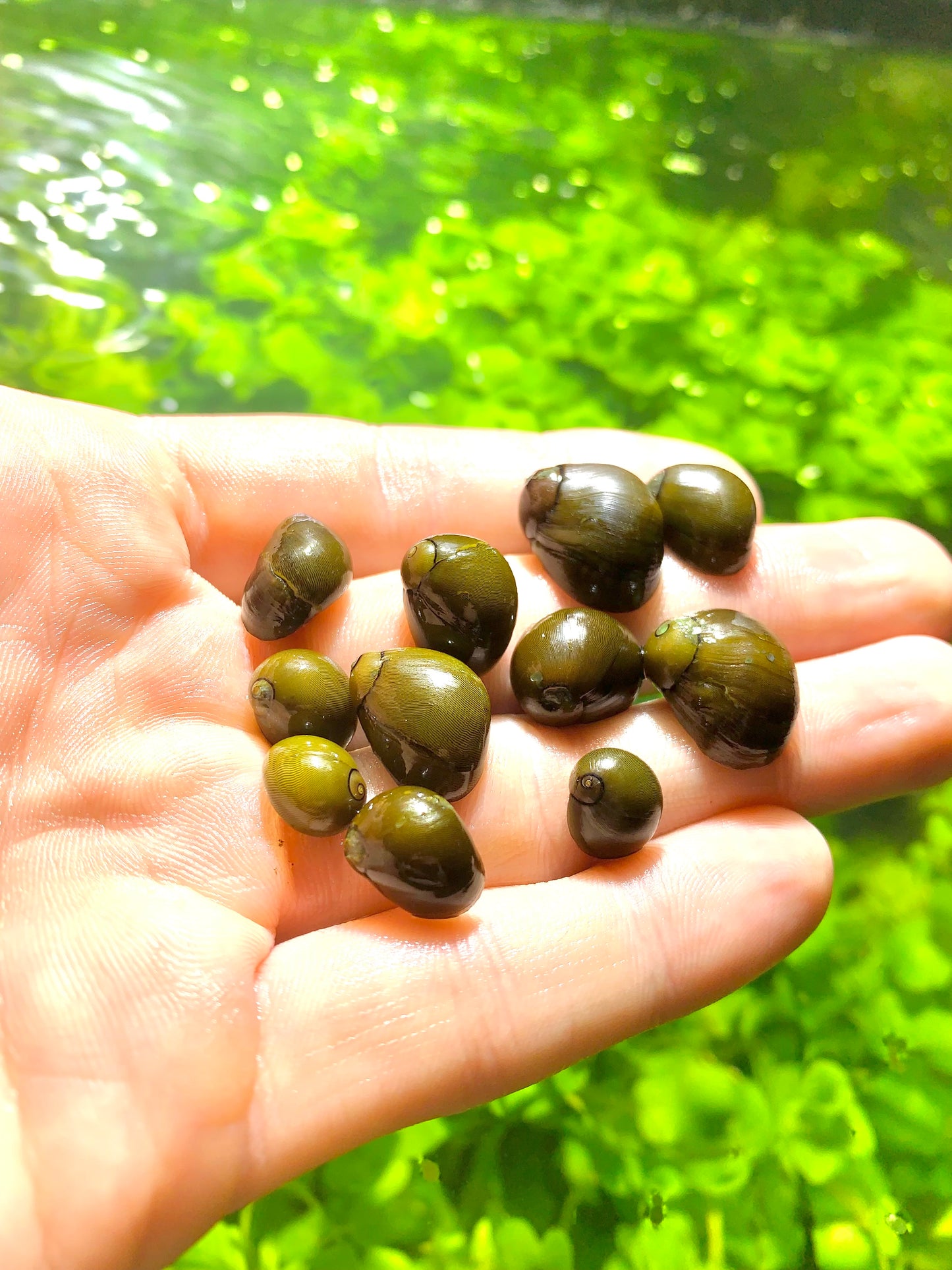 Olive Nerite Snails