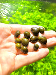 Olive Nerite Snails