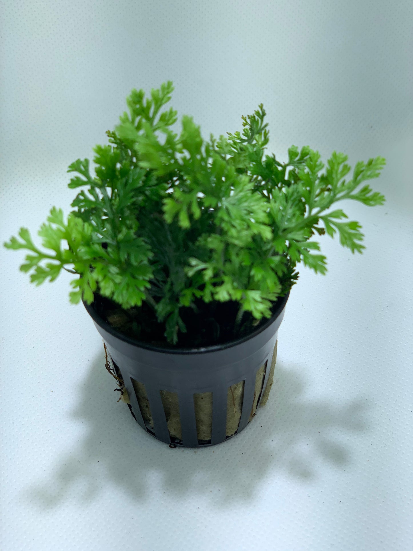 Mini Bolbitis fern live aquarium plant