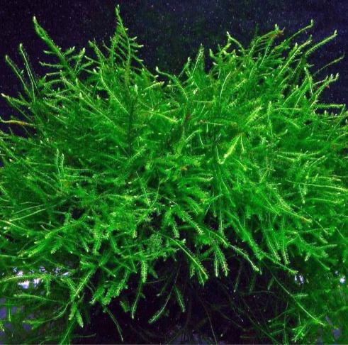 Java Moss Taxiphyllum Barbieri