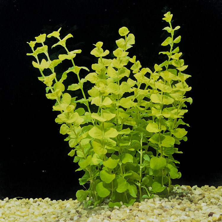 Golden Lloydiella live aquarium plant