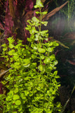 Golden Lloydiella live aquarium plant