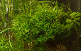 java fern windelov aquarium plant