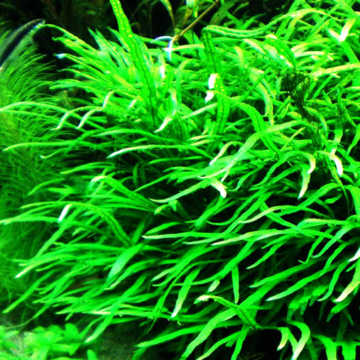 Java fern trident live aquarium plant