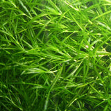 Guppy Grass (Najas grass, Najas Guadelupensis)