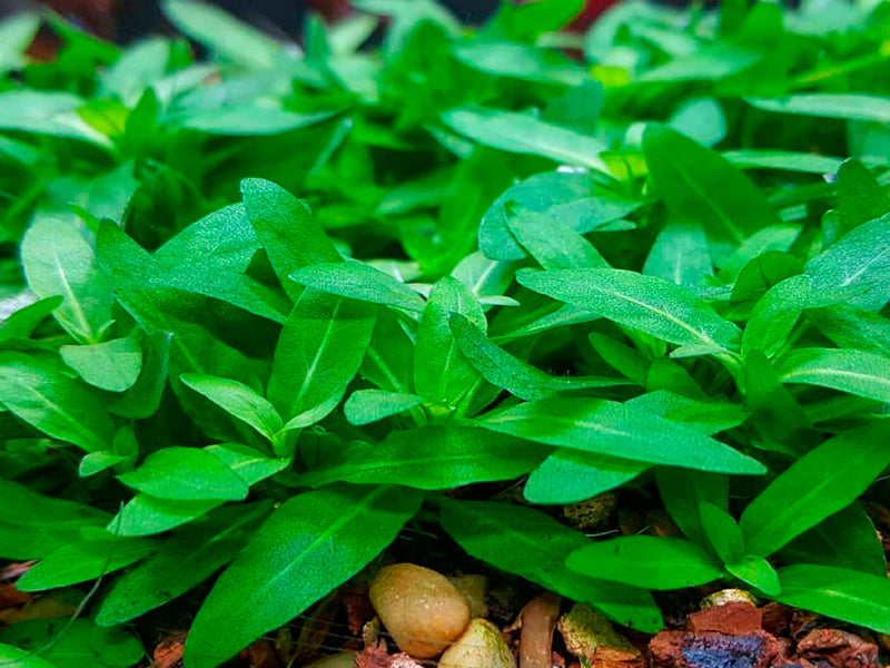 Staurogyne Repens live aquarium plants