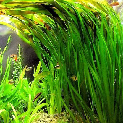 jungle vallisneria live aquarium plant