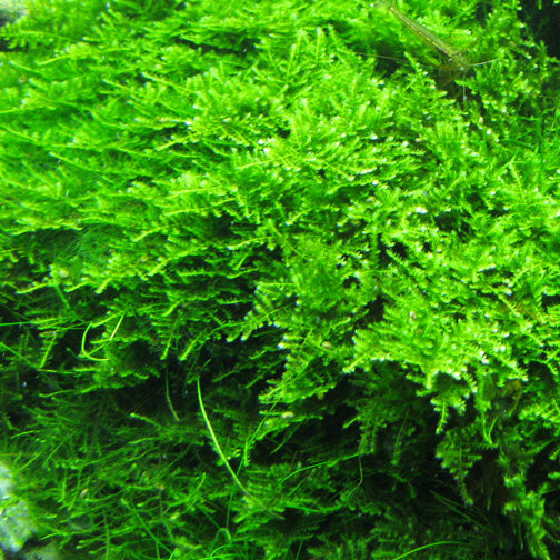 Christmas Moss Vesicularia montagnei