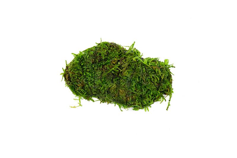 Christmas Moss Vesicularia montagnei