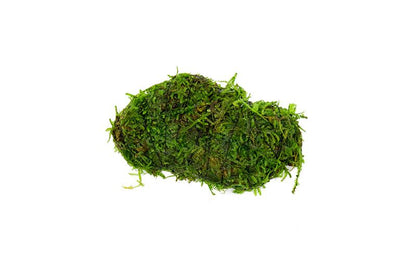 Christmas Moss Vesicularia montagnei