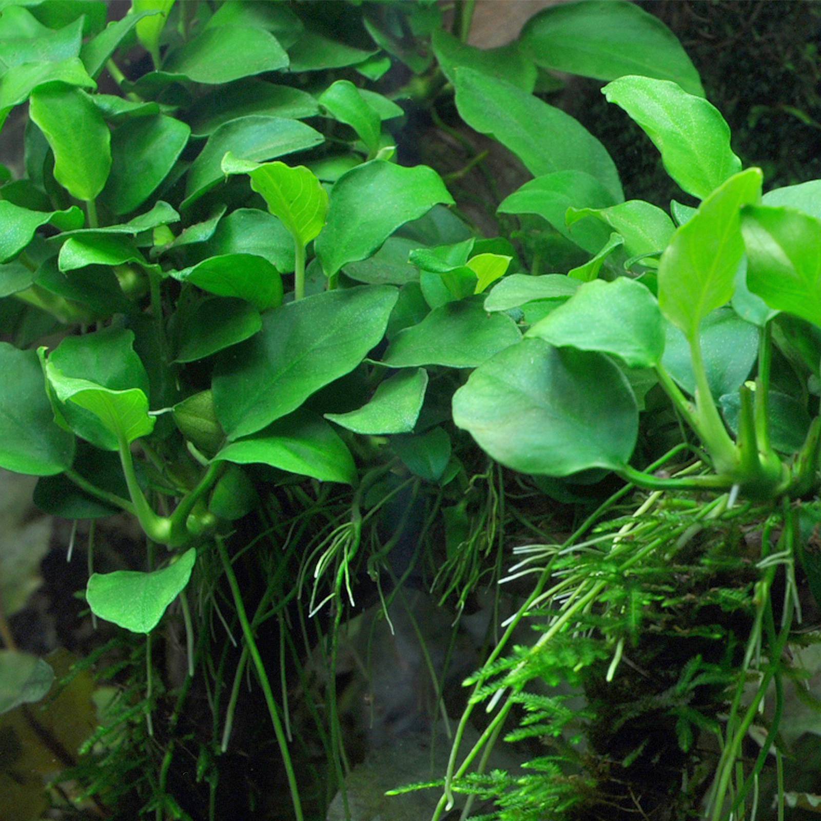 anubias plant seeds Anubias Barteri – MarcusFishTanks
