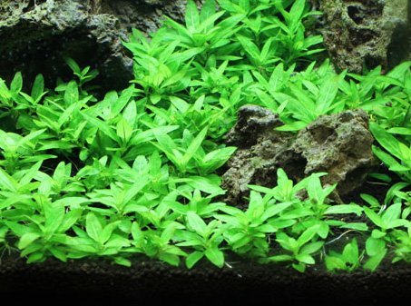 Staurogyne Repens – MarcusFishTanks