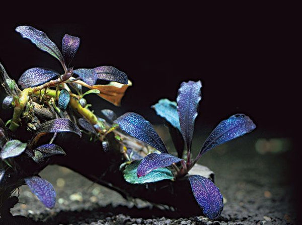 Bucephalandra Buce Brownie Ghost – MarcusFishTanks