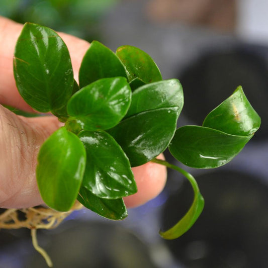 anubias nana petite live aquarium plant