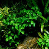 anubias nana petite live aquarium plant