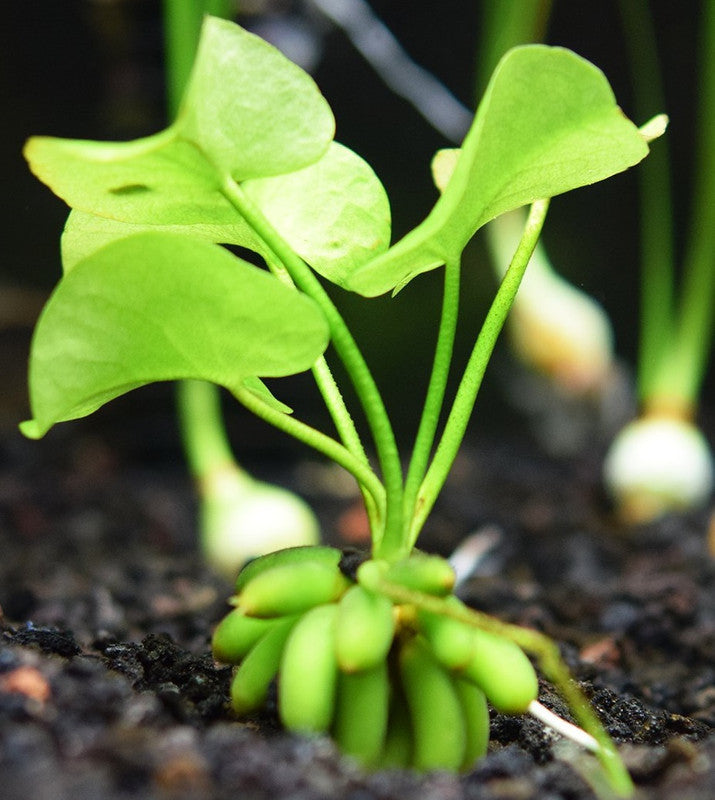 Banana Plant Nymphoides Aquatica