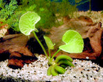 Banana Plant Nymphoides Aquatica