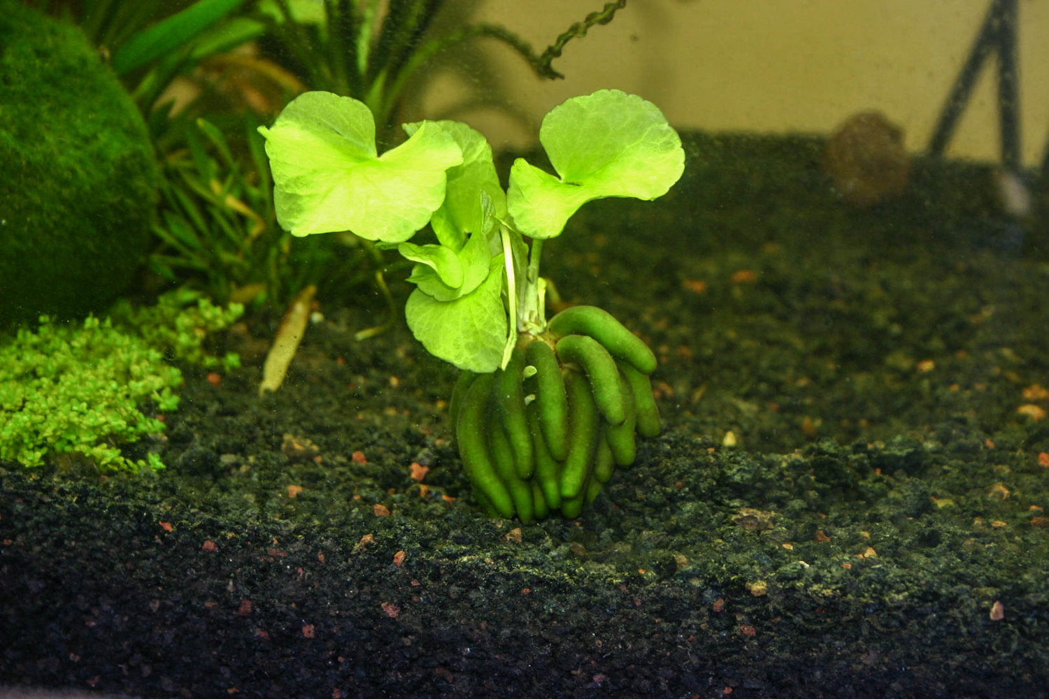 Banana plant for betta fish best sale