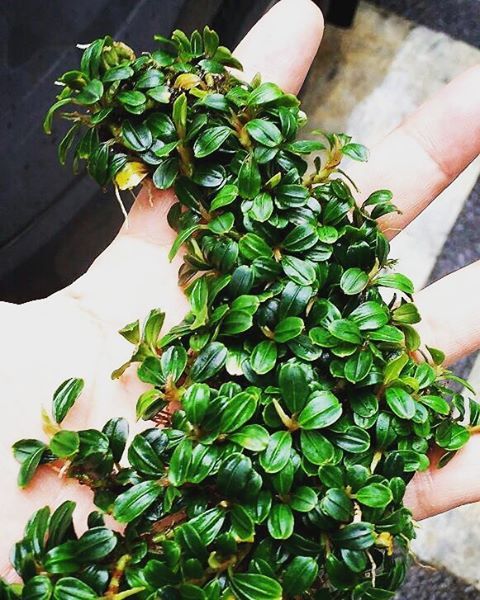 Bucephalandra Buce Large clump