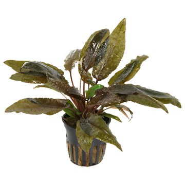 Cryptocoryne Wendtii Bronze Pot