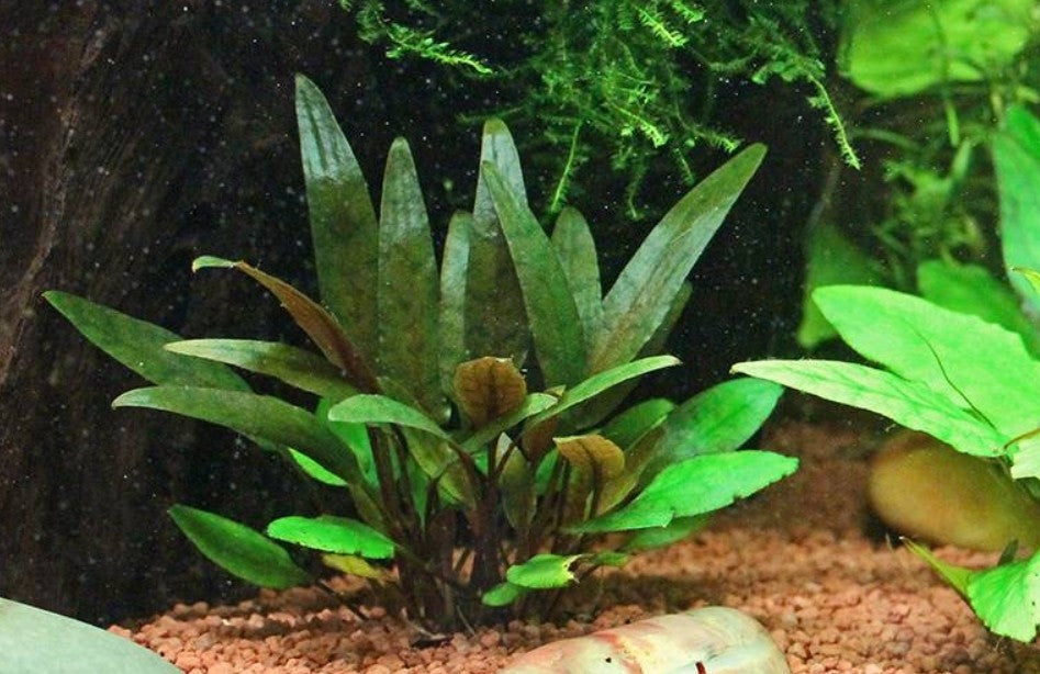 cryptocoryne wendtii aquarium plant