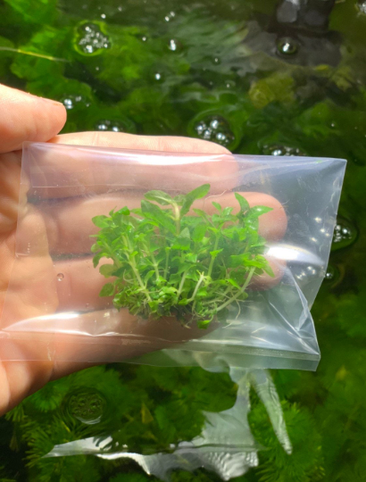 Staurogyne Repens live aquarium plants