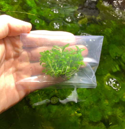 Staurogyne Repens live aquarium plants