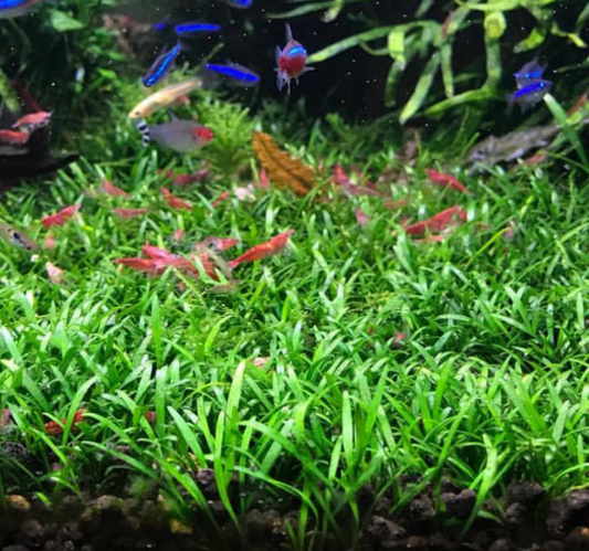 Cryptocoryne Parva