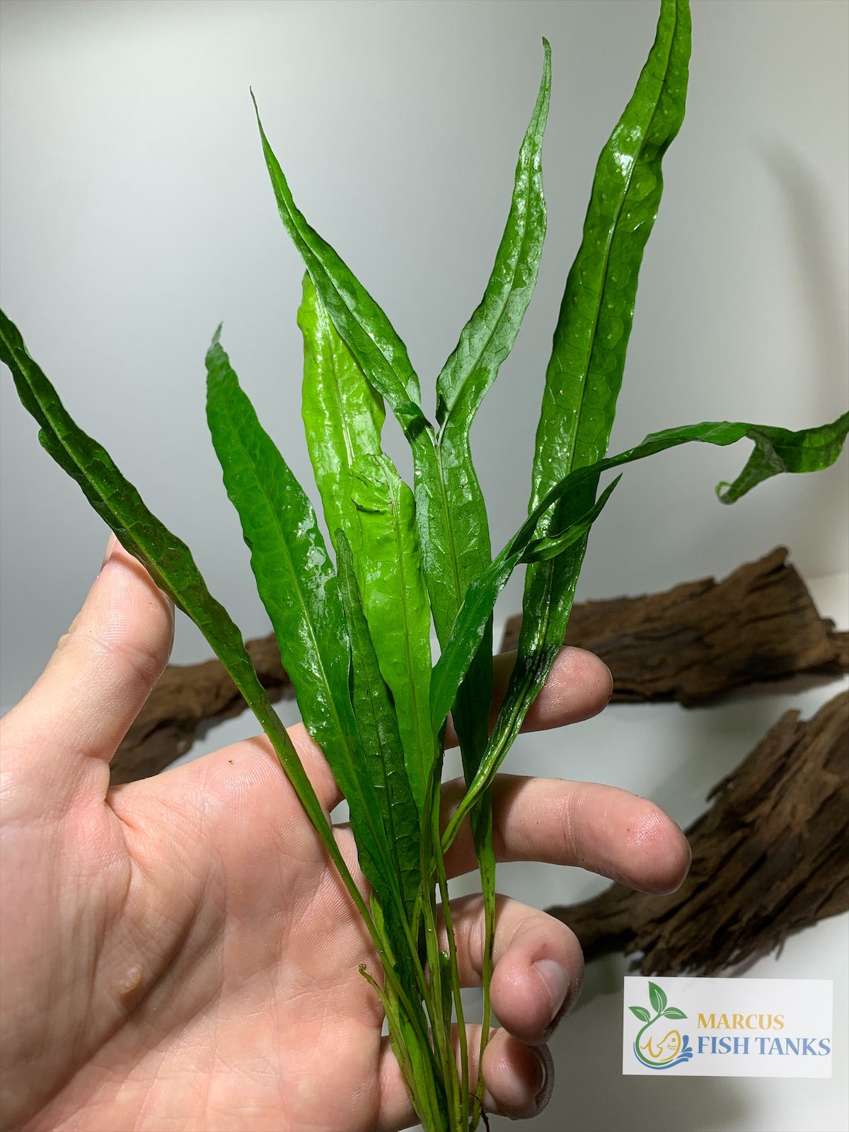 java fern microsorum pteropus