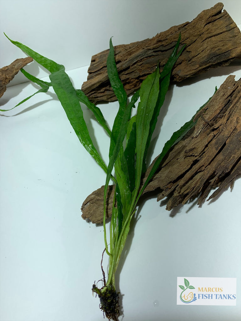 Java Fern Microsorum Pteropus – MarcusFishTanks