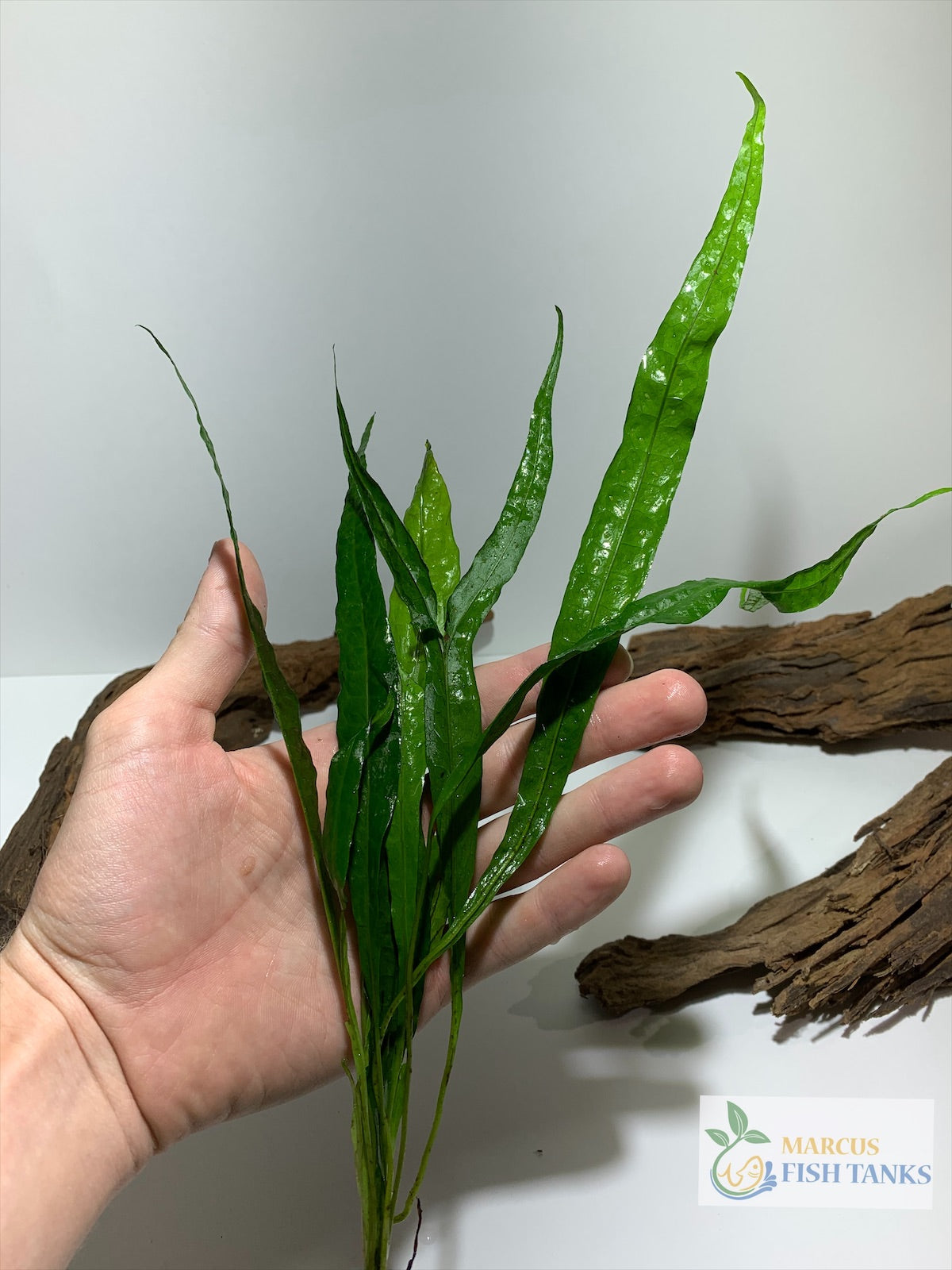 java fern microsorum pteropus