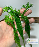 live aquarium plant java fern windelov