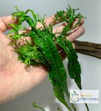 Java fern windelov live aquarium plant