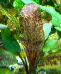 Live aquarium plant Red Flame Sword Echinodorus