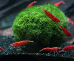 Marimo moss ball aquarium plant