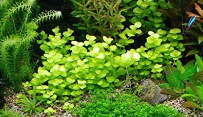 Golden creeping jenny live aquarium plant