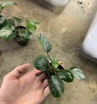 Anubias Coin Leaf