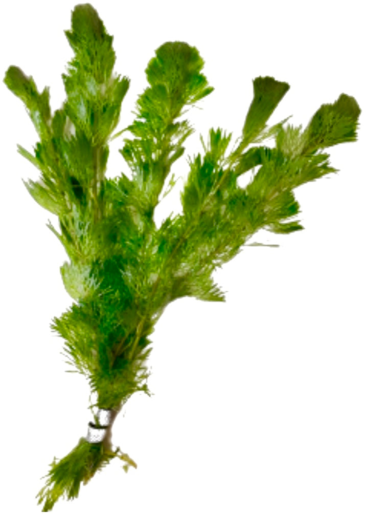 Green Cabomba Carolina