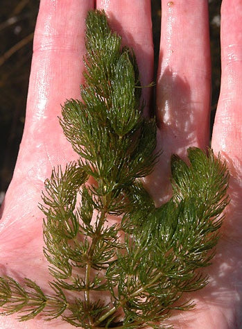 Hornwort Ceratophyllum demersum aquarium plant