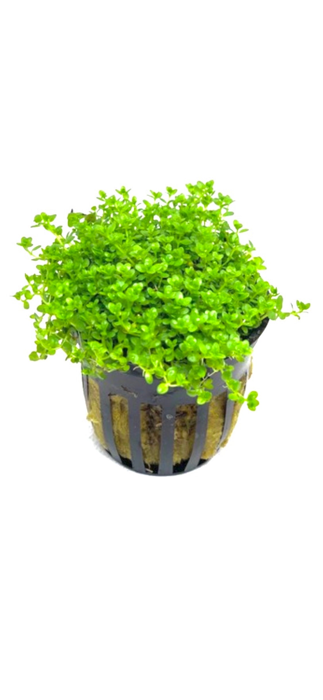 Dwarf Baby Tears HC Cuba Hemianthus Callitrichoides