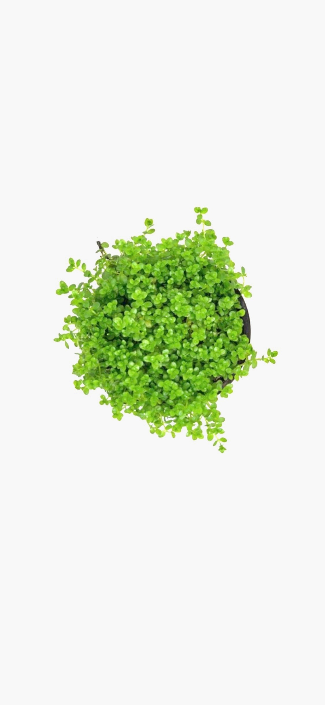 Dwarf Baby Tears HC Cuba Hemianthus Callitrichoides