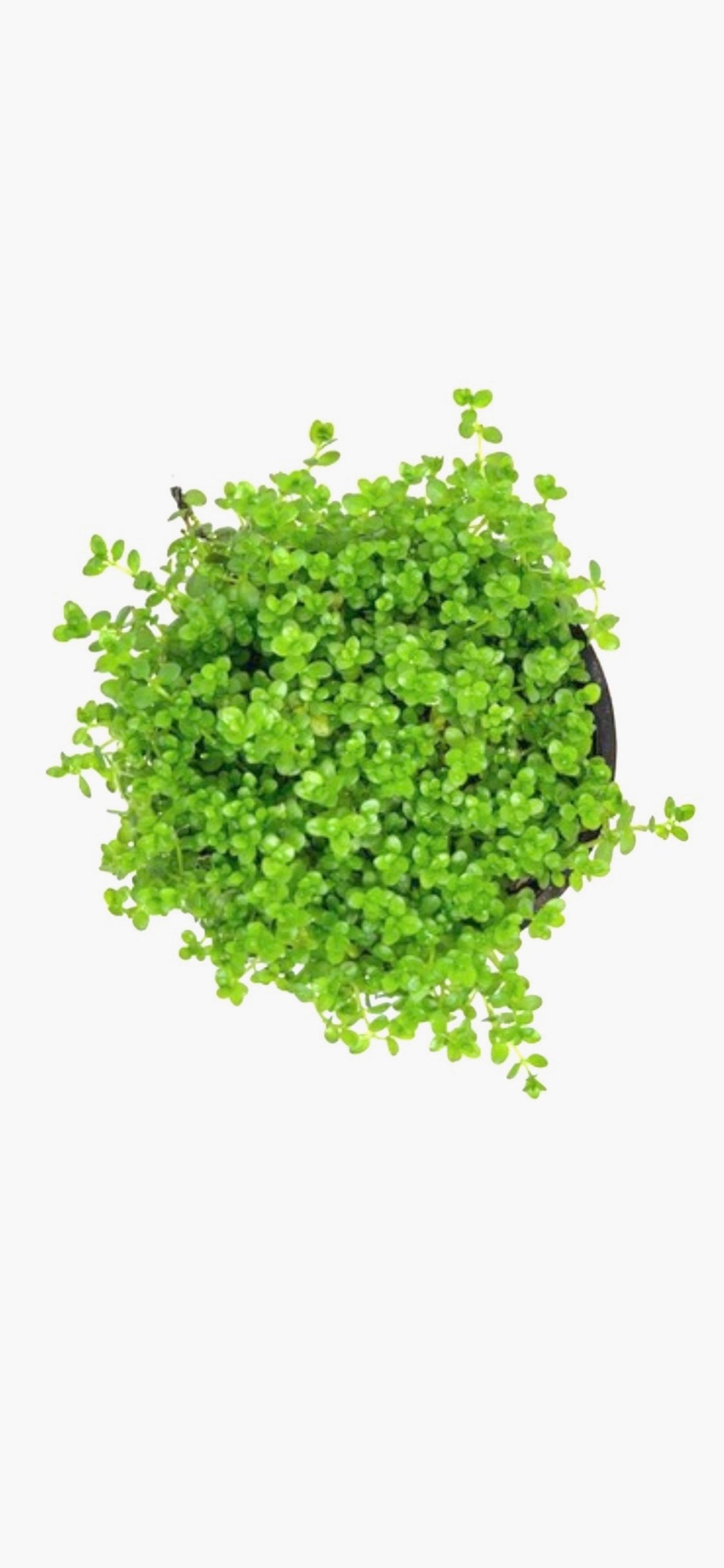 Dwarf Baby Tears HC Cuba Hemianthus Callitrichoides