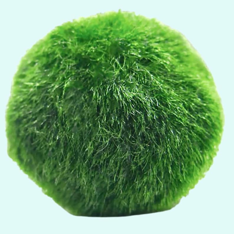 Marimo moss ball aquarium plant