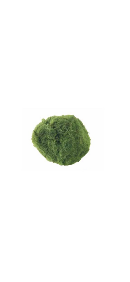 Marimo Moss Ball Large