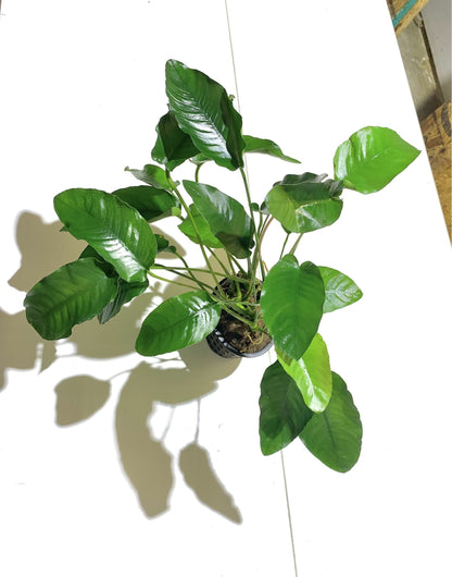 Anubias Barteri Mother Plant