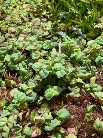 Red Root Floaters