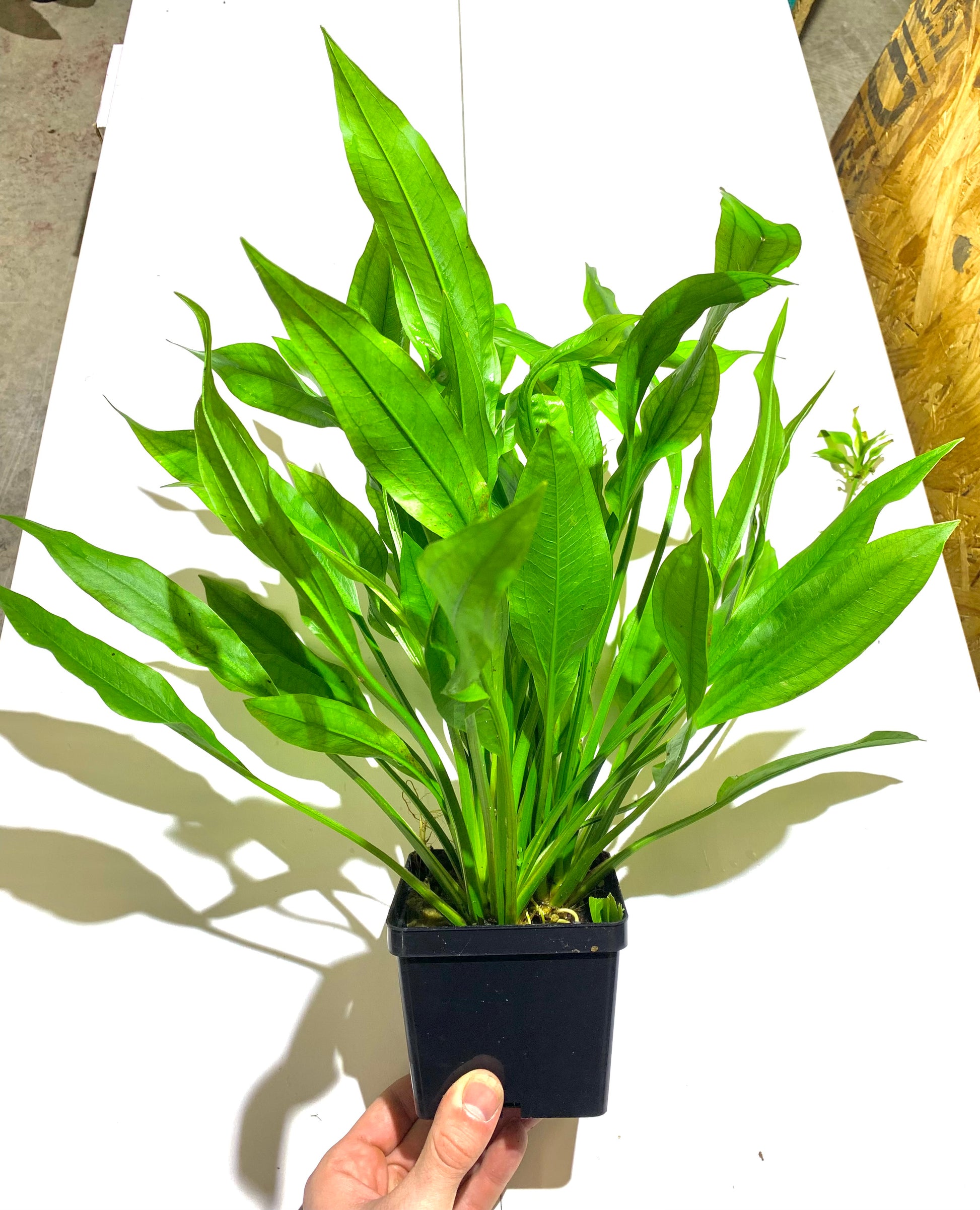 large aquarium plant amazon sword 