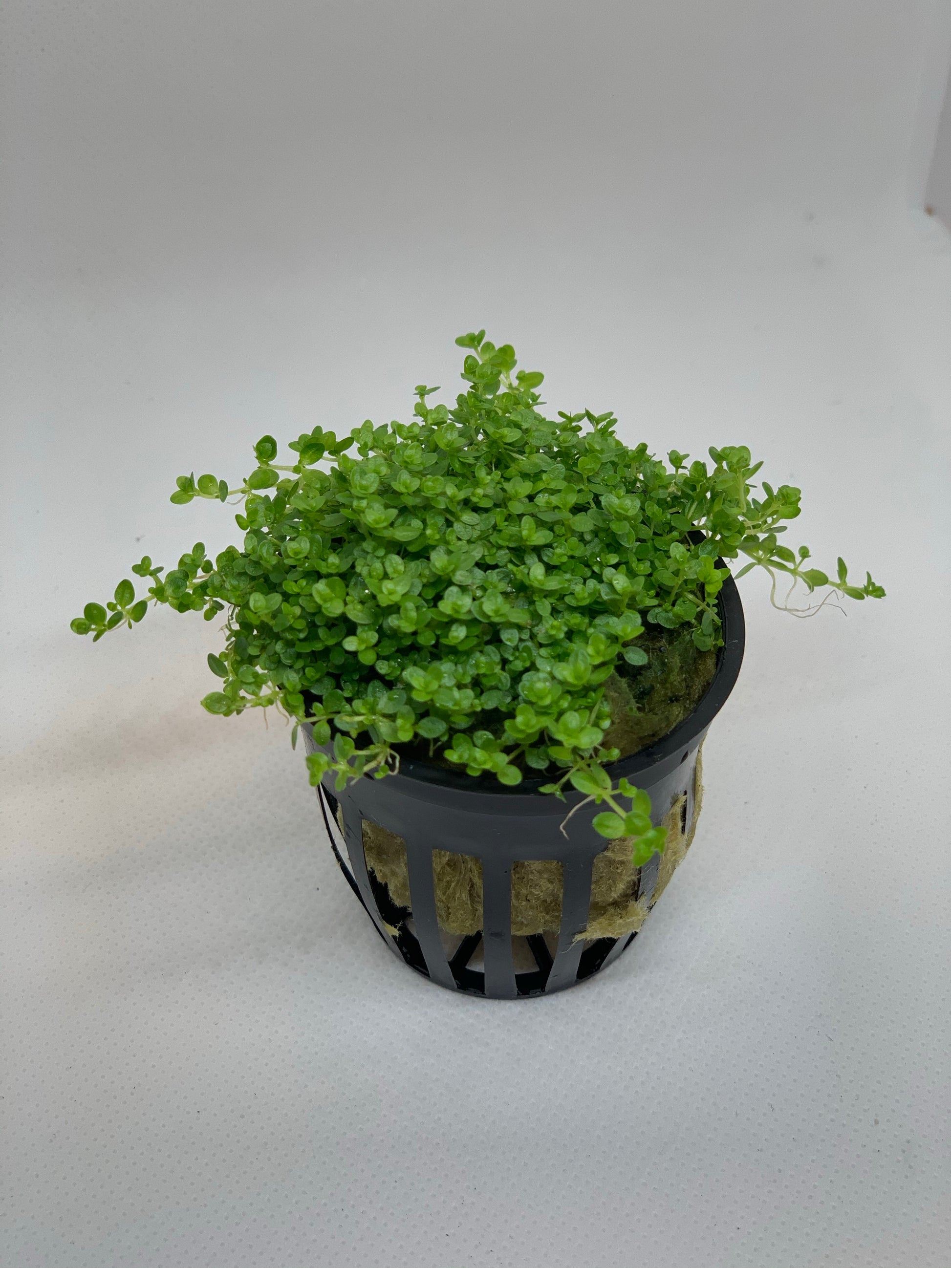 dwarf baby tears hemianthus callitrichoides live aquarium plant 