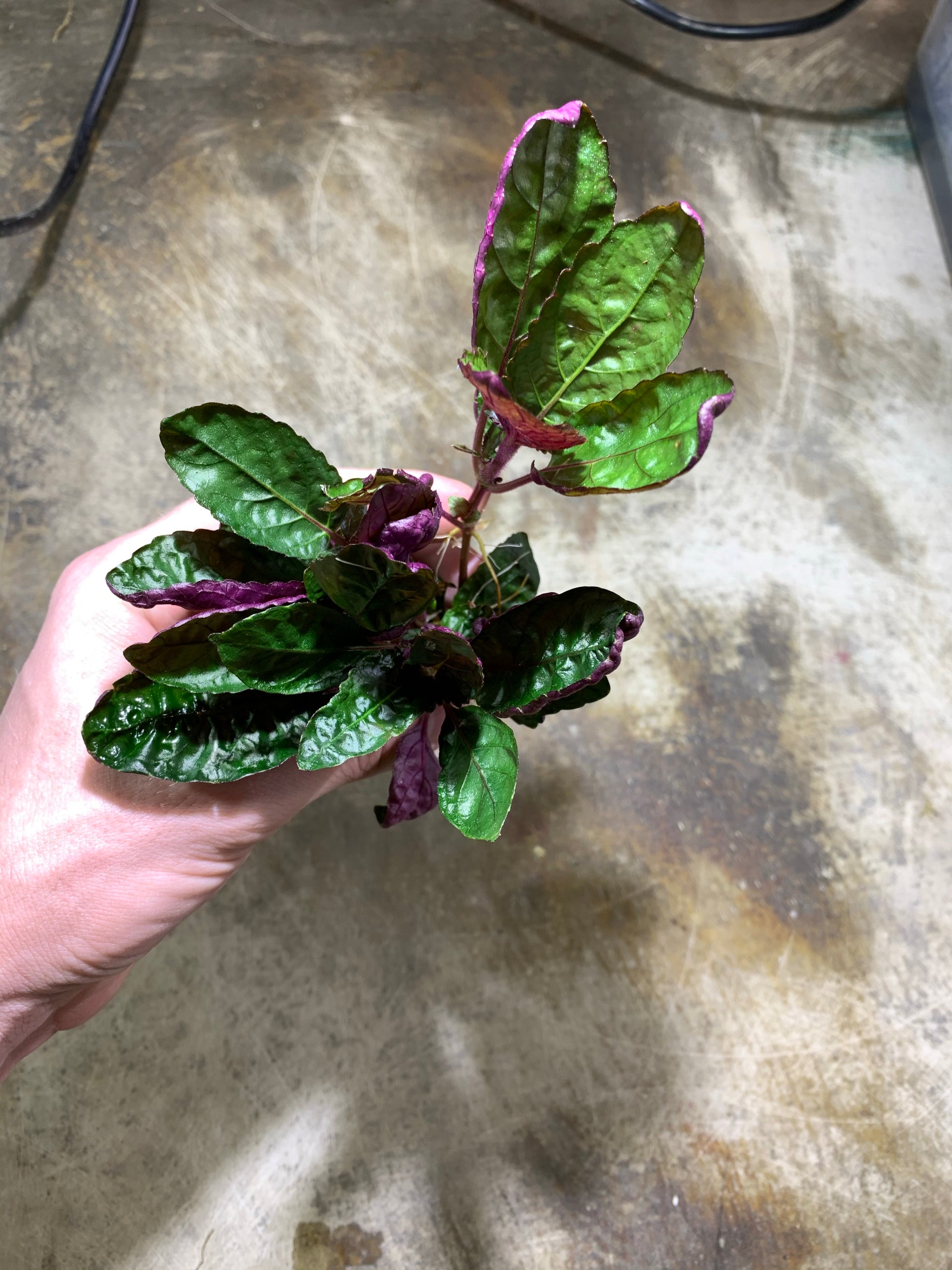 purple waffle plant air purifier Purple Waffle Hemigraphis Alternata – MarcusFishTanks